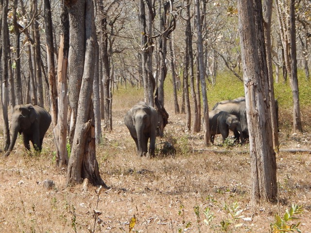 Zdj cia: Bandipur National Park, Karnataka, Dzikie sonie, INDIE