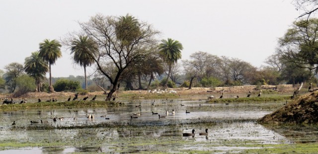 Zdj cia: Park Narodowy Keoladeo, Bharatpur, Rnorodno gatunkowa w parku, INDIE