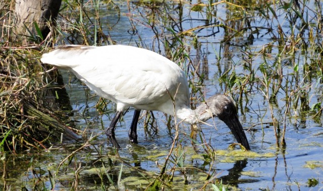 Zdj cia: Park Narodowy Keoladeo, Bharatpur, Ibis siwopiry, INDIE