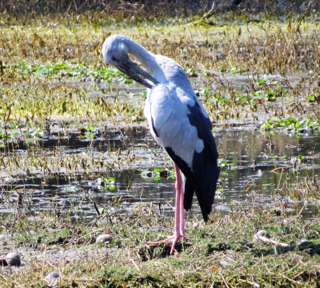 Zdj cia: Park Narodowy Keoladeo, Bharatpur, Kleszczak azjatycki, INDIE