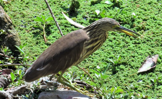 Zdj cia: Park Narodowy Keoladeo, Bharatpur, Czapla siodata, INDIE