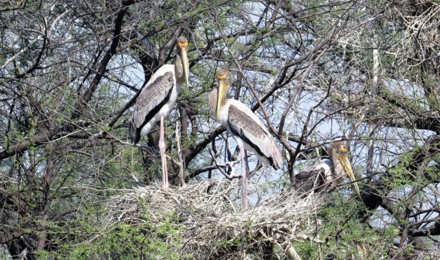 Zdj cia: Park Narodowy Keoladeo, Bharatpur, Dawigad indyjski, INDIE
