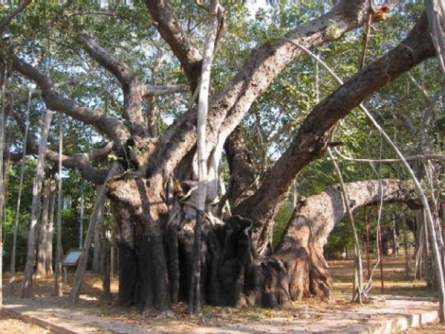 Zdjęcia: Chennai, Tamil Nadu, drzewo banjan, INDIE Zdjęcia: Chennai, Tamil Nadu, drzewo banjan, INDIE