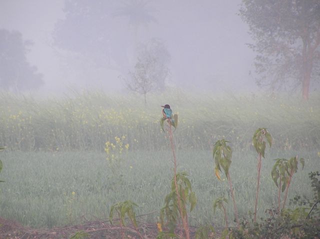 Zdjęcia: park narodowy Bharatpur, Kingfisher, INDIE Zdjęcia: park narodowy Bharatpur, Kingfisher, INDIE