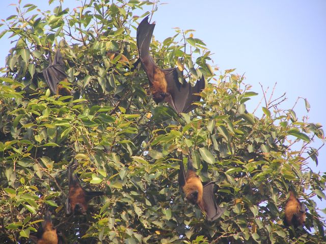 Zdjęcia: park narodowy Bharatpur, Fruit birds, INDIE Zdjęcia: park narodowy Bharatpur, Fruit birds, INDIE
