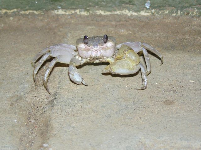 Zdjęcia: plaża koło Majabalipuram, Tamilnadu, Taaaki krab!!!, INDIE Zdjęcia: plaża koło Majabalipuram, Tamilnadu, Taaaki krab!!!, INDIE