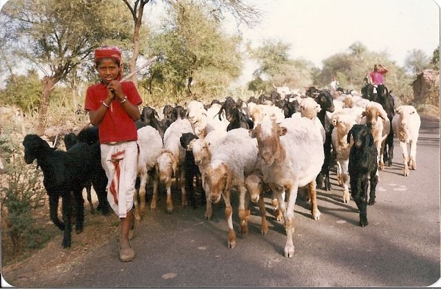 Zdjęcia: gdzieś na pustyni Thar, Rajastan, pastuszek, INDIE Zdjęcia: gdzieś na pustyni Thar, Rajastan, pastuszek, INDIE