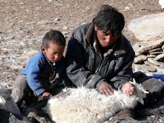 Zdjęcia: Ladakh, Himalaje, Zajęcie pasterza, INDIE Zdjęcia: Ladakh, Himalaje, Zajęcie pasterza, INDIE