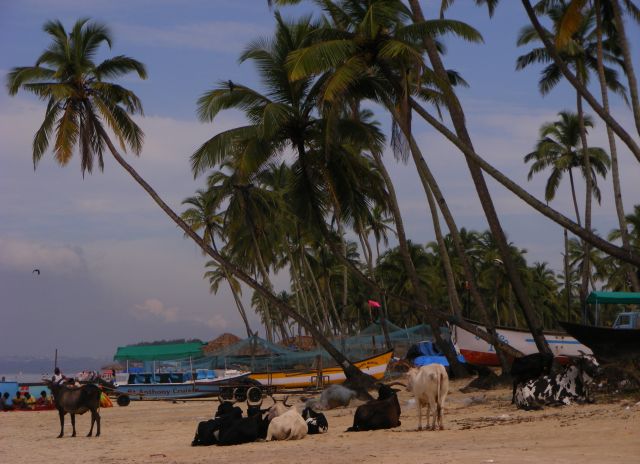 Zdjęcia: Colva Beach, Goa, krowki plazowe, INDIE Zdjęcia: Colva Beach, Goa, krowki plazowe, INDIE