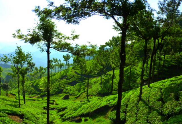 Zdjęcia: Munnar, Kerala, tam gdzie dojrzewa tetley, INDIE Zdjęcia: Munnar, Kerala, tam gdzie dojrzewa tetley, INDIE