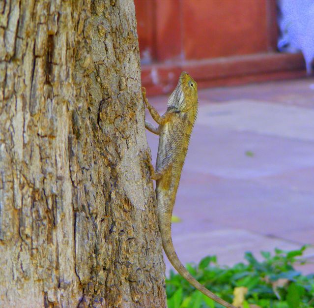 Zdjęcia: Delhi, pana jaszczura widac tyko z tej perspektywy, INDIE Zdjęcia: Delhi, pana jaszczura widac tyko z tej perspektywy, INDIE