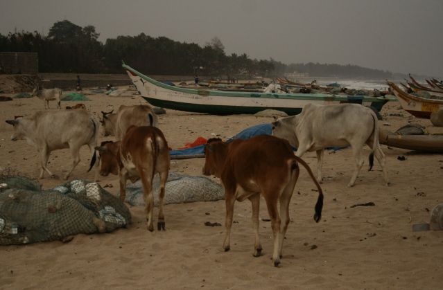 Zdjęcia: Mamallapuram, Mamallapuram, opalac kazdy sie moze..., INDIE Zdjęcia: Mamallapuram, Mamallapuram, opalac kazdy sie moze..., INDIE