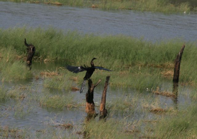 Zdjęcia: Park Narodowy Ranthambhaur, Radżasthan, Kormoran, INDIE Zdjęcia: Park Narodowy Ranthambhaur, Radżasthan, Kormoran, INDIE