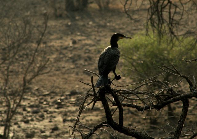 Zdjęcia: Park Narodowy Ranthambhaur, Radżasthan, kormoran, INDIE Zdjęcia: Park Narodowy Ranthambhaur, Radżasthan, kormoran, INDIE