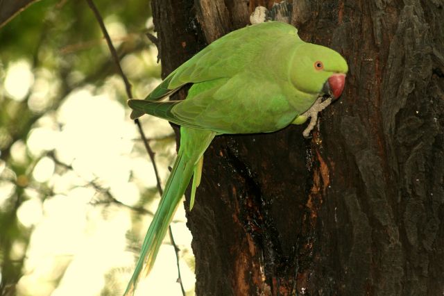 Zdjęcia: Park Narodowy Keoladeo, Bharatpur, Papużka, INDIE Zdjęcia: Park Narodowy Keoladeo, Bharatpur, Papużka, INDIE