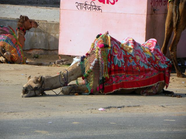 Zdjęcia: gdzieś po drodze..., Rajasthan, wielbłądek, INDIE Zdjęcia: gdzieś po drodze..., Rajasthan, wielbłądek, INDIE