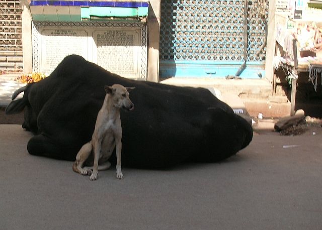 Zdjęcia: Waranasi, Uttar Pradesh, przyjaciele, INDIE Zdjęcia: Waranasi, Uttar Pradesh, przyjaciele, INDIE