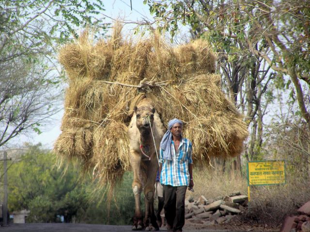 Zdjęcia: w drodze z Udajpur do Kumbalgarh Fort, Rajastan, transport, INDIE Zdjęcia: w drodze z Udajpur do Kumbalgarh Fort, Rajastan, transport, INDIE