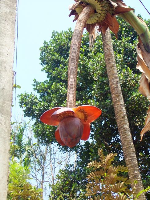 Zdjęcia: w drodze z Kochin do Munnar, Kerala, kwiat banana, INDIE Zdjęcia: w drodze z Kochin do Munnar, Kerala, kwiat banana, INDIE