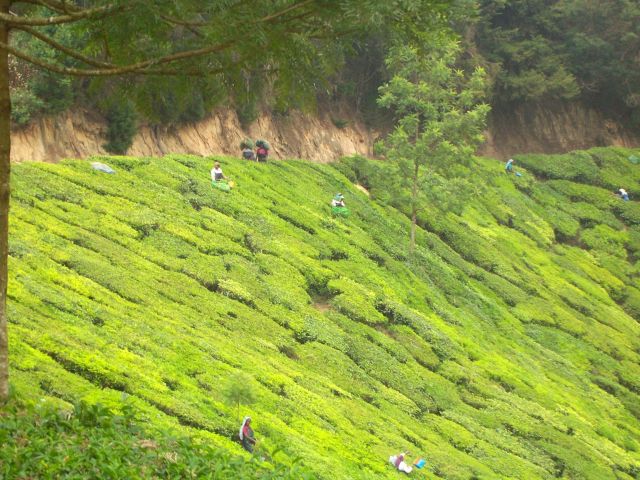 Zdjęcia: w poblizu granicy Kerala-Tamilnadu, Kerala, zbiór herbaty, INDIE Zdjęcia: w poblizu granicy Kerala-Tamilnadu, Kerala, zbiór herbaty, INDIE