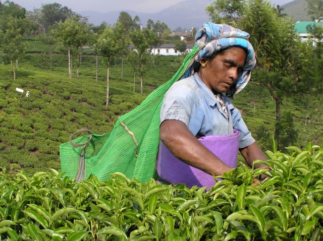 Zdjęcia: w poblizu granicy Kerala-Tamilnadu, Kerala, kobieta zbierająca liście herbaty, INDIE Zdjęcia: w poblizu granicy Kerala-Tamilnadu, Kerala, kobieta zbierająca liście herbaty, INDIE