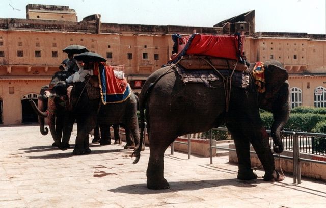 Zdjęcia: 11 km od Dżajpuru, Rajasthan, W Forcie Amber, INDIE Zdjęcia: 11 km od Dżajpuru, Rajasthan, W Forcie Amber, INDIE