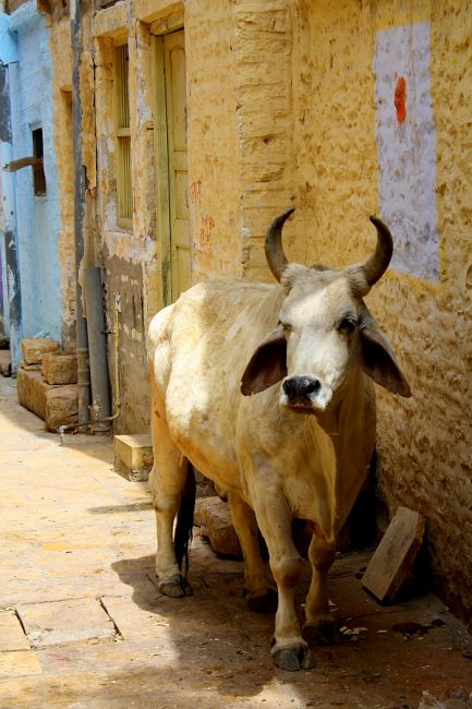 Zdjęcia: Jaisalmer, Rajasthan, krowa, mućka..jak kto woli, INDIE Zdjęcia: Jaisalmer, Rajasthan, krowa, mućka..jak kto woli, INDIE