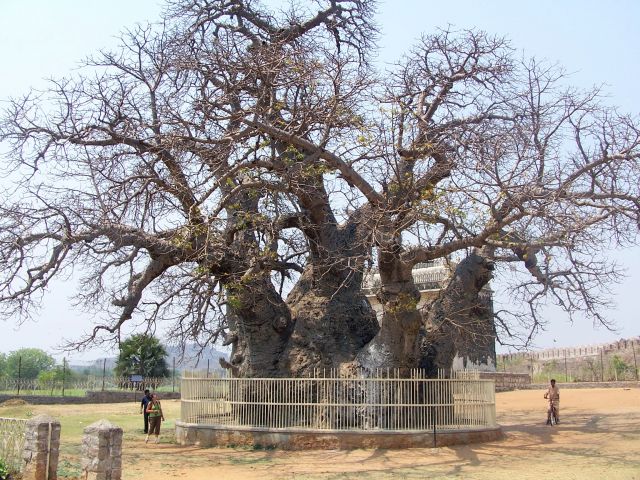 Zdjęcia: Golkonda Fort, Andrapradesh, 700-letni baobab, INDIE Zdjęcia: Golkonda Fort, Andrapradesh, 700-letni baobab, INDIE