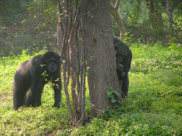 Zdjęcia: Hyderabad ZOO, Andrapradesh, goryle, INDIE Zdjęcia: Hyderabad ZOO, Andrapradesh, goryle, INDIE