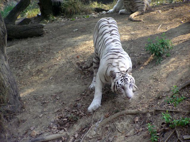 Zdjęcia: Hyderabad ZOO, Andrapradesh, biały tygrys, INDIE Zdjęcia: Hyderabad ZOO, Andrapradesh, biały tygrys, INDIE