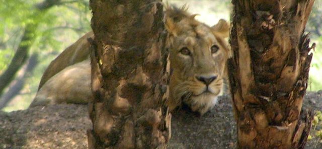 Zdjęcia: Hyderabad ZOO, Andrapradesh, straszny!!!, INDIE Zdjęcia: Hyderabad ZOO, Andrapradesh, straszny!!!, INDIE