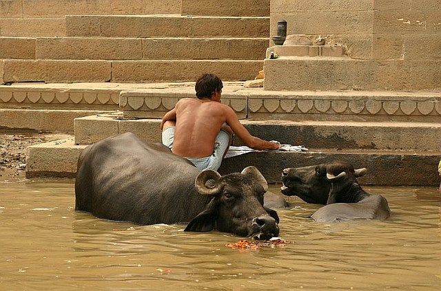 Zdjęcia: Varanasi, Varanasi, symbioza, INDIE Zdjęcia: Varanasi, Varanasi, symbioza, INDIE