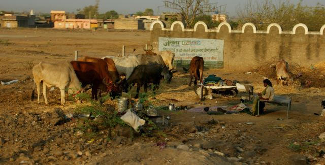 Zdjęcia: Jamnagar, Jamnagar, Cały dobytek , INDIE Zdjęcia: Jamnagar, Jamnagar, Cały dobytek , INDIE