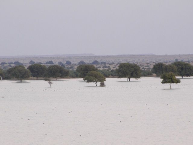 Zdjęcia: Jaisalmer - pustynia Thar, Rajasthan, nad jeziorem, INDIE Zdjęcia: Jaisalmer - pustynia Thar, Rajasthan, nad jeziorem, INDIE