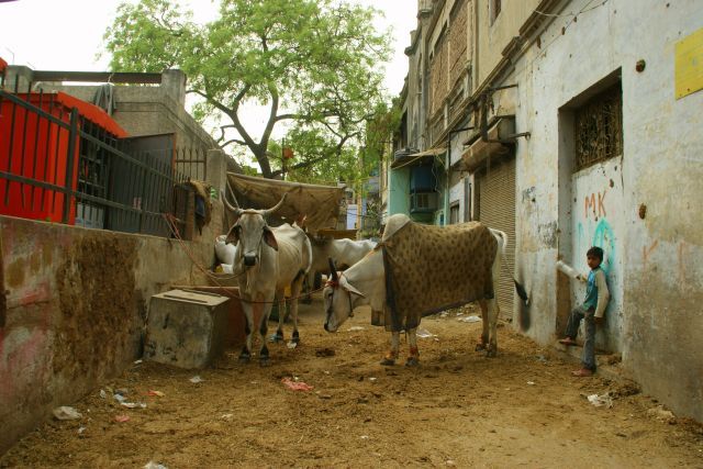 Zdjęcia: Delhi, Delhi, Urodzinowe wdzianko, INDIE Zdjęcia: Delhi, Delhi, Urodzinowe wdzianko, INDIE