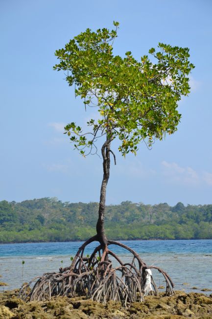 Zdjęcia: Havelock Island, Andamany, beach no 3, INDIE Zdjęcia: Havelock Island, Andamany, beach no 3, INDIE