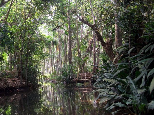Zdjęcia: ok 40 km od Kochi, backwaters...., Kerala, ... którędy teraz? ..., INDIE Zdjęcia: ok 40 km od Kochi, backwaters...., Kerala, ... którędy teraz? ..., INDIE
