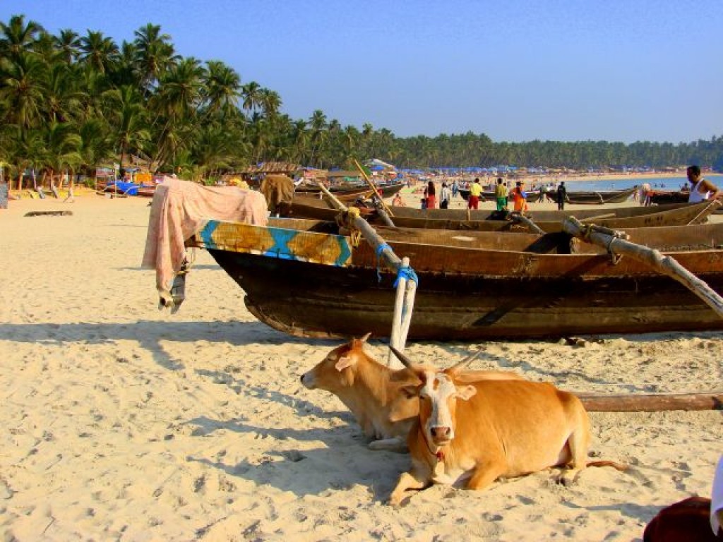 Zdjęcia: Goa, Goa, Goa, INDIE Zdjęcia: Goa, Goa, Goa, INDIE