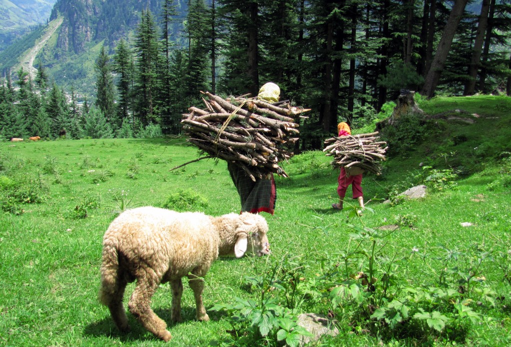 Zdjęcia: Manali village, Manali, W górach, INDIE Zdjęcia: Manali village, Manali, W górach, INDIE