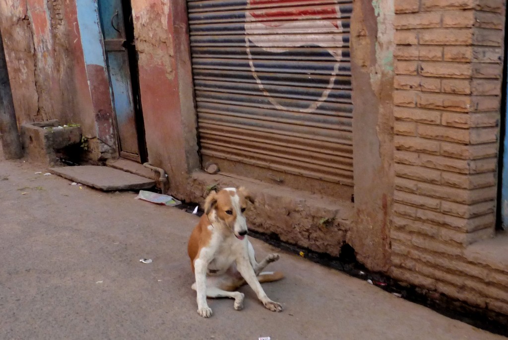 Zdjęcia: Agra, Uttar Pradesh, Psinka, INDIE Zdjęcia: Agra, Uttar Pradesh, Psinka, INDIE
