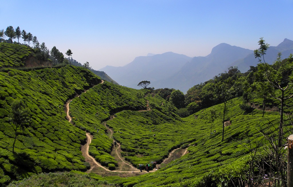 Zdjęcia: Munnar, Kerala, Tam, gdzie rośnie herbata, INDIE Zdjęcia: Munnar, Kerala, Tam, gdzie rośnie herbata, INDIE