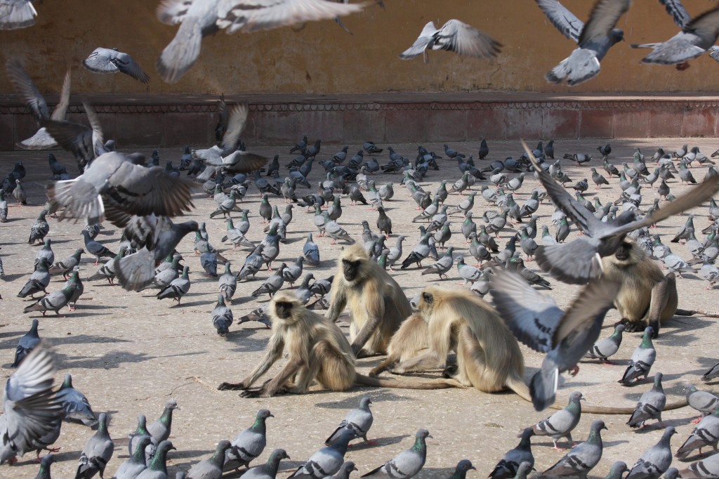 Zdjęcia: Jaipur, Konkurs "Moje Indie", INDIE Zdjęcia: Jaipur, Konkurs "Moje Indie", INDIE