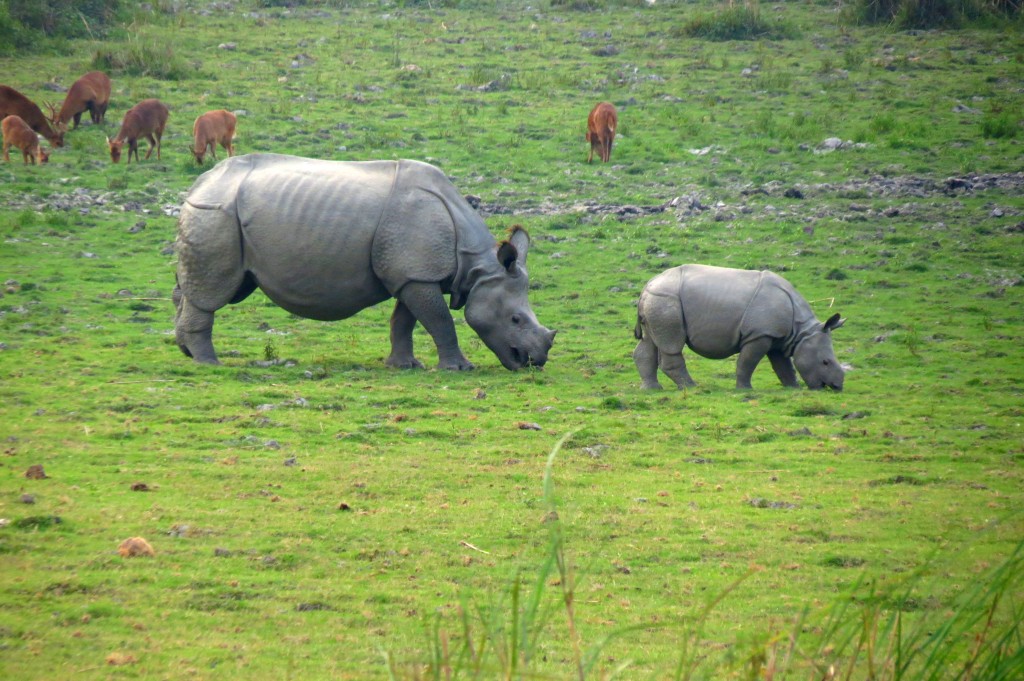 Zdjęcia: Kaziranga, Assam, Konkurs Foto: "Moje Indie", INDIE Zdjęcia: Kaziranga, Assam, Konkurs Foto: "Moje Indie", INDIE