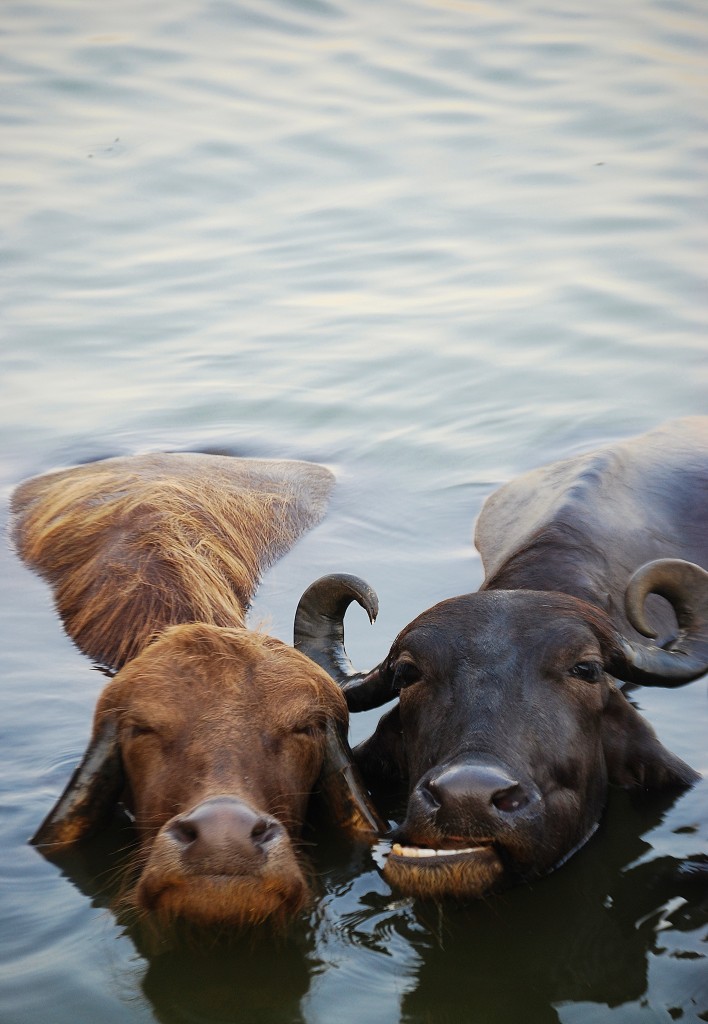 Zdjęcia: Varanasi, Uttar Pradesh, It must be love, INDIE Zdjęcia: Varanasi, Uttar Pradesh, It must be love, INDIE