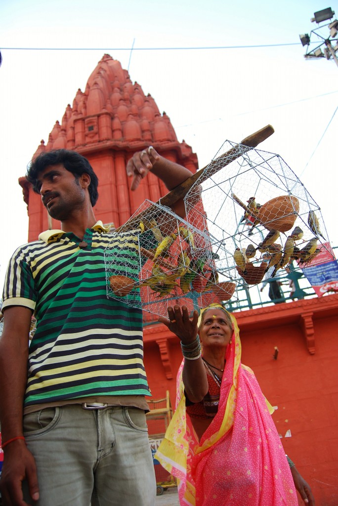 Zdjęcia: Varanasi, Uttar Pradesh, Sprzedawca papug, INDIE Zdjęcia: Varanasi, Uttar Pradesh, Sprzedawca papug, INDIE