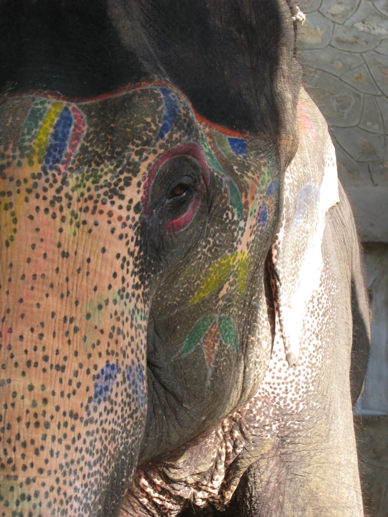 Zdjęcia: jaiphur, rajasthan, słoniu, INDIE Zdjęcia: jaiphur, rajasthan, słoniu, INDIE