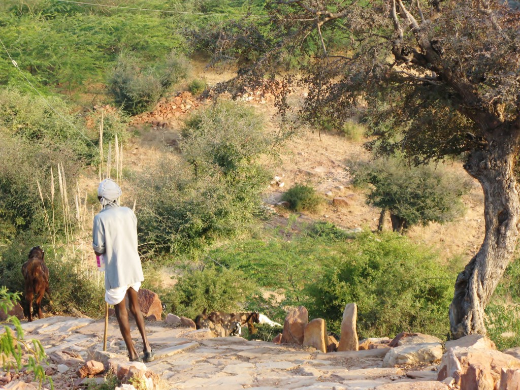 Zdjęcia: jaiphur, rajasthan, pasterz, INDIE Zdjęcia: jaiphur, rajasthan, pasterz, INDIE