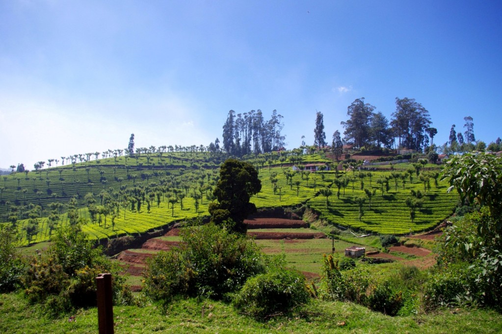 Zdjęcia: Ooty, Tamil Nadu, Ooty Pola herbaciane, INDIE Zdjęcia: Ooty, Tamil Nadu, Ooty Pola herbaciane, INDIE