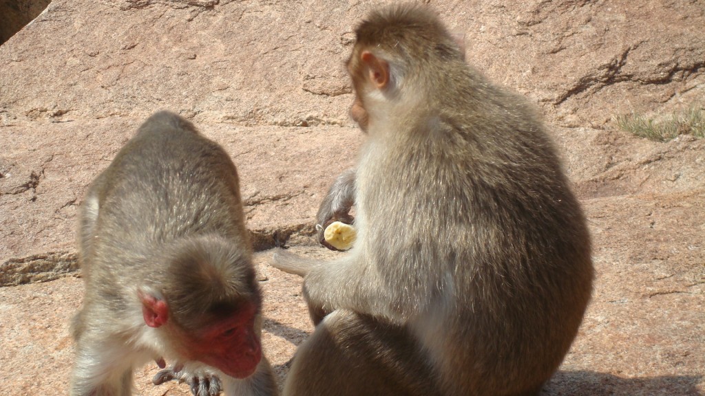 Zdjęcia: Hampi, Karnataka, Małpy złodziejki:), INDIE Zdjęcia: Hampi, Karnataka, Małpy złodziejki:), INDIE