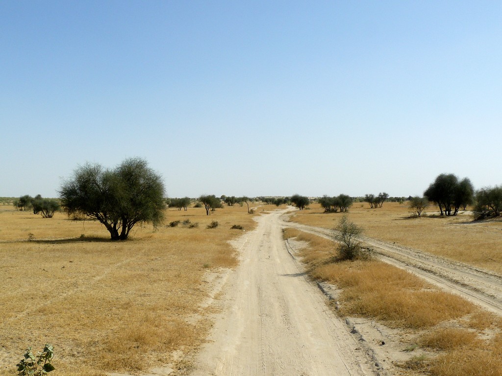 Zdjęcia: Pustynia Thar, Rajasthan, Kierunek - Pakistan, INDIE Zdjęcia: Pustynia Thar, Rajasthan, Kierunek - Pakistan, INDIE
